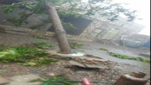 إعصار "ميج" يقتلع الاشجار ويقتل امرأة في سقطرة