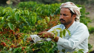 اليمن.. قصة قدح القهوة من يد الولي إلى العالم 