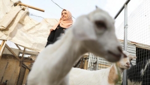 لجين وجوى.. توأمان يمنيتان تربّيان الماشية وتصنعان الألبان على سطح منزلهما