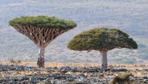 صحافية أمريكية: الصراع وتغير المناخ يدفعان شجرة "دم الأخوين" في سقطرى إلى حافة الانقراض (ترجمة خاصة)