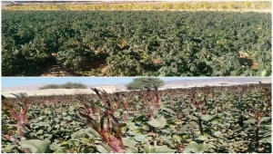 الصقيع يتلف مساحات كبيرة من المزارع في ذمار