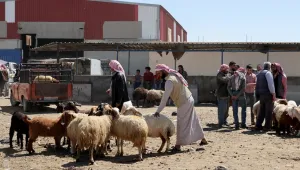 سوريا.. حركة نشطة بأسواق الأضاحي في دمشق قبيل العيد
