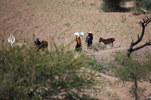 مليشيا الحوثي تجبر أكثر من 250 أسرة على النزوح من منطقة حذران شمال غرب تعز