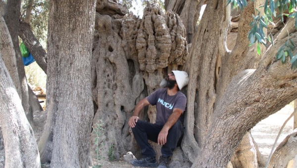 عمرها 5 آلاف سنة.. تعرف على أقدم شجرة زيتون في فلسطين