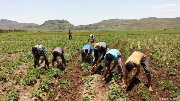 جماعة الحوثي تقدر خسائر الزراعة في مناطق سيطرتها بـ20 مليار دولار