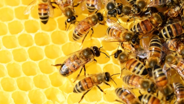 العسل.. فوائد ومعادن وأحماض وعلاجات منزلية تجميلية
