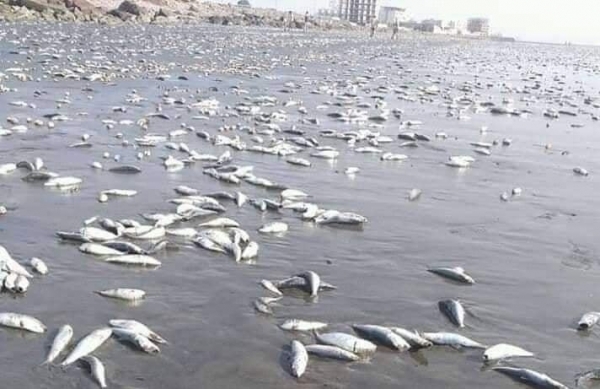 عدن.. كساد في سوق السمك بعد إشاعة البحر الملوث