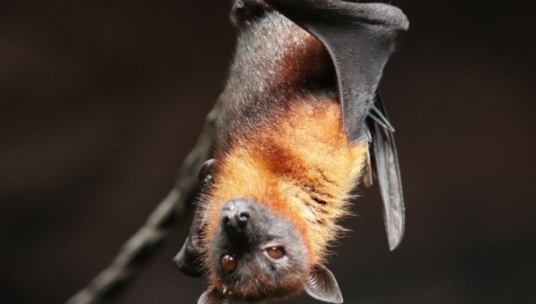 الخفاش قد يكون بريئا من تهمة التسبب في كورونا المستجد