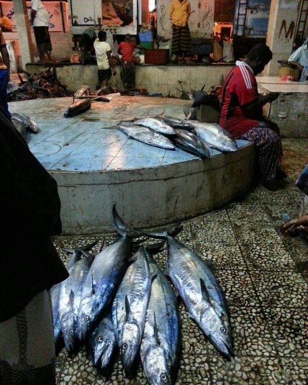 ارتفاع أسعار سمك التونة في عدن
