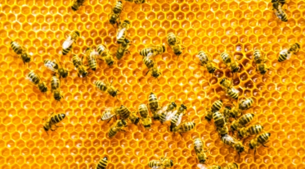سم النحل يدمر أغشية الخلايا السرطانية خلال 60 دقيقة