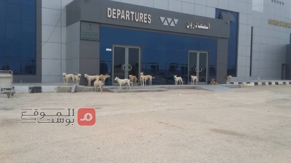 أغلقت القوات السعودية أبوابه أمام اليمنيين.. الكلاب تسرح وتمرح في مطار الغيضة الدولي (شاهد الصورة)