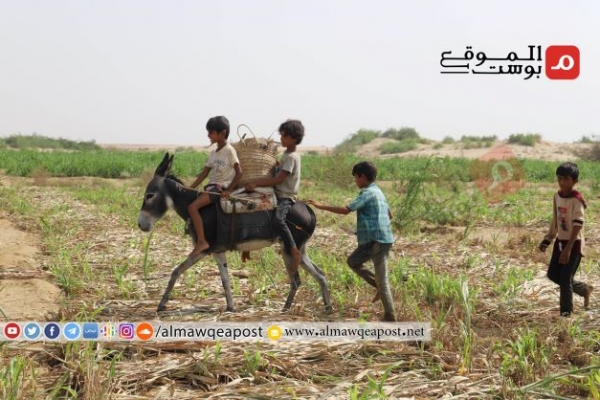 الحصار وانعدام الأسواق يكدس المحاصيل الزراعية في سلة غذاء اليمن (تقرير مصور)