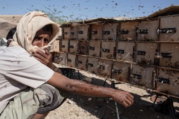 نحّالو اليمن.. من مرارة الحرب إلى صدمات المناخ