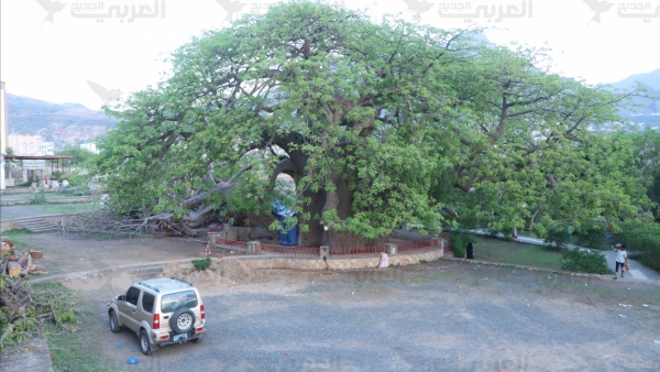 شجرة الغريب... مبادرة لإنقاذ 