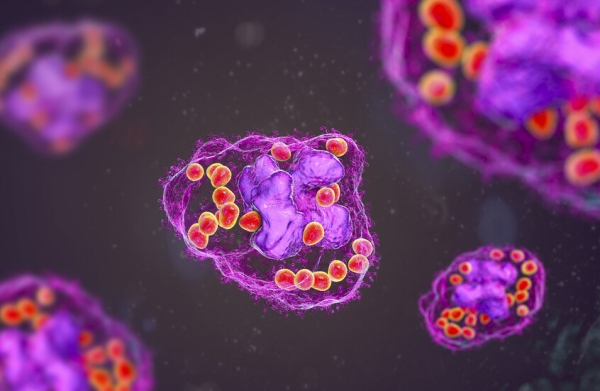 اكتشاف بنية جديدة داخل الخلية الإنسانية لها دور محوري في التخلص من الفضلات