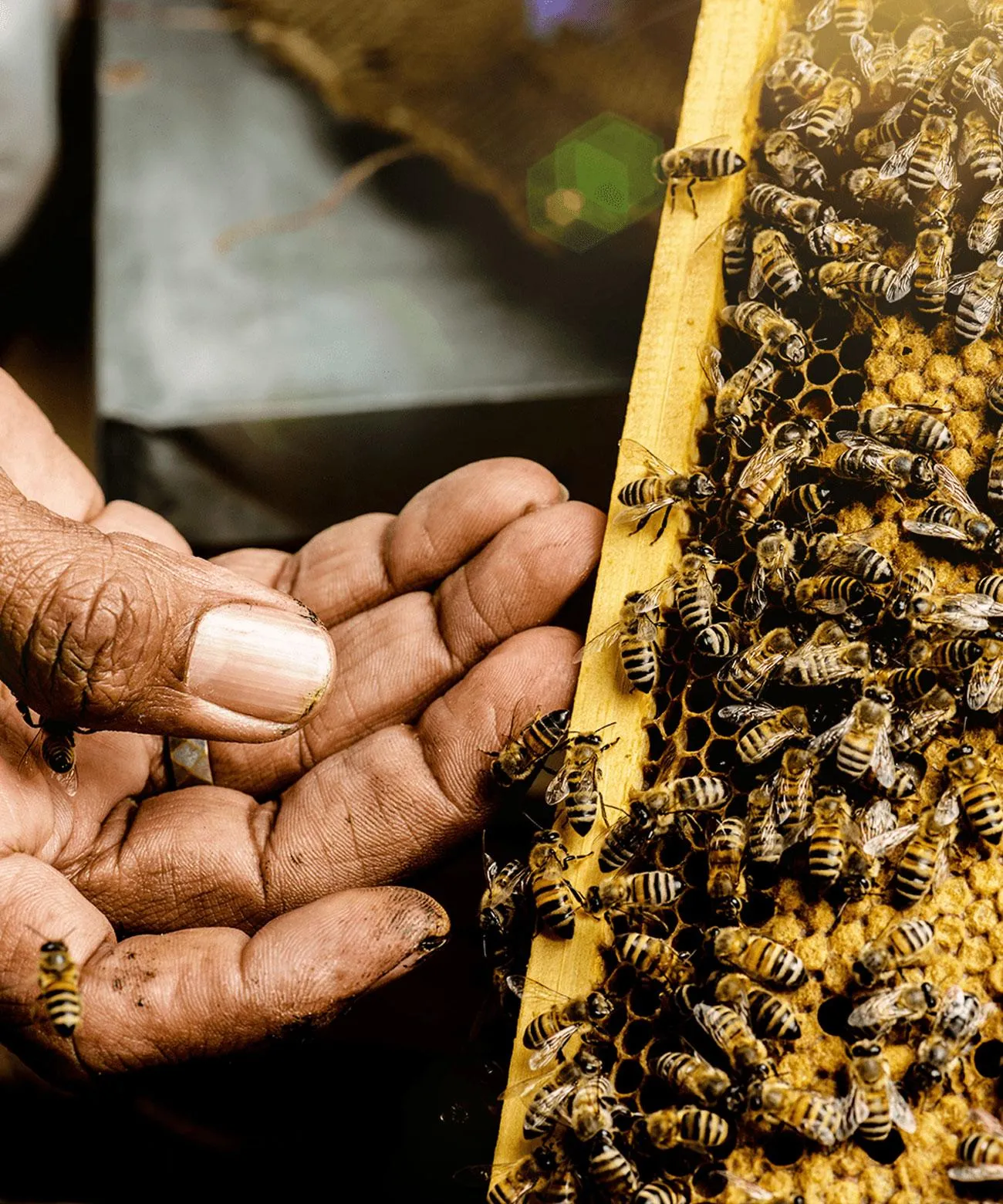 تقرير أممي: العسل في اليمن يعاني الانهيار والصادرات تتراجع و100 ألف عامل مهددون (ترجمة)