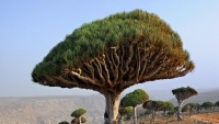 مسؤول يمني: الإمارات تهرب أشجارا نادرة من سقطرى