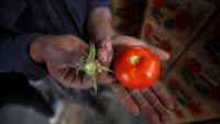 إزالة "عنق الطماطم"..شرط إسرائيلي "تعجيزي" يعيق تصديرها من غزة للضفة