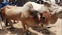 إب.. الحوثيون يفرضون جبايات على تجار الحيوانات والمواشي