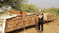 الصليب الأحمر: تحديات يواجهها النّحالون في اليمن وراء تدهور انتاج العسل